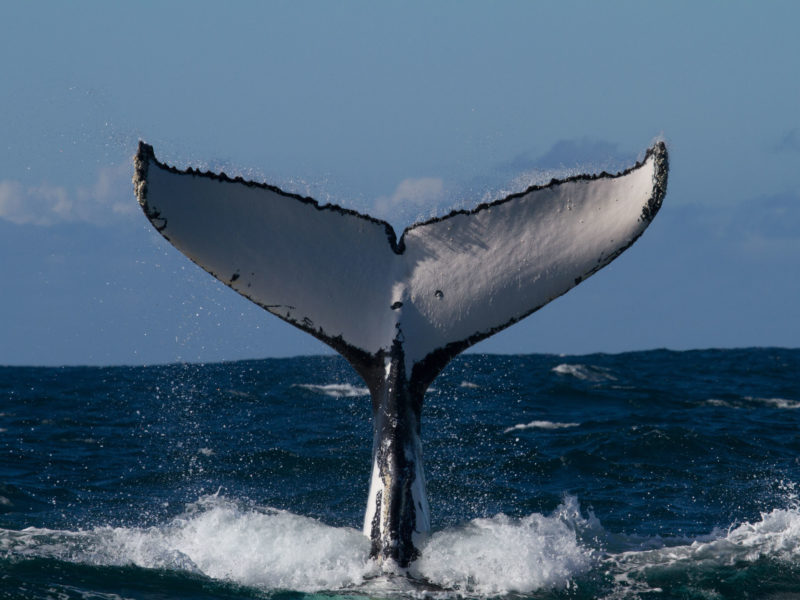 Rancho Tours Whale Watching