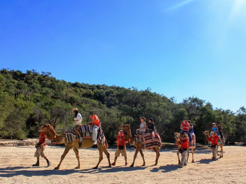 Wild Canyon Camel Ride