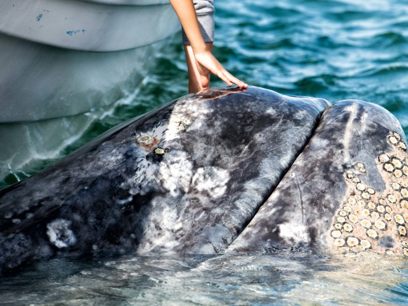 Luvis Tours Gray Whale in Magdalena Bay