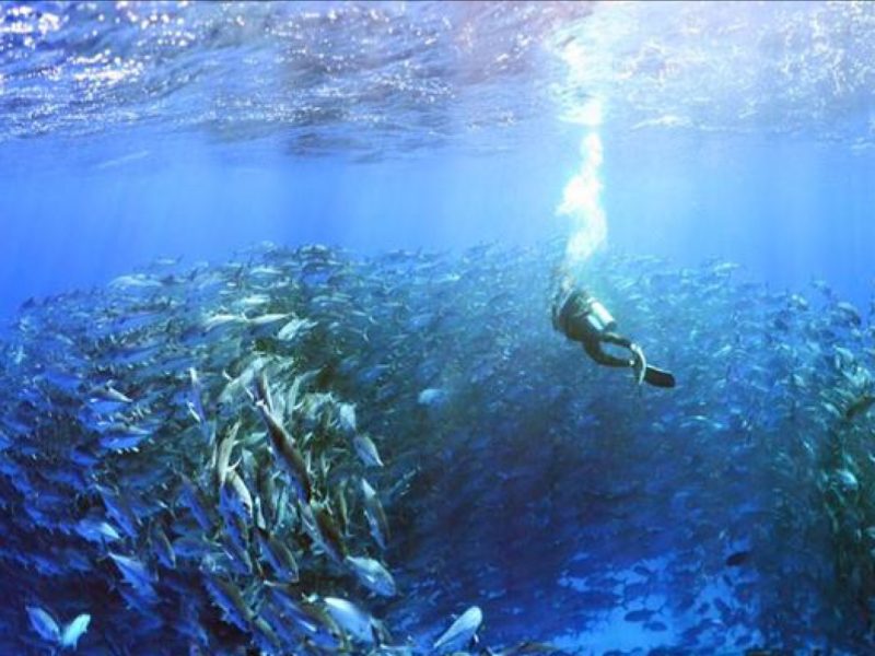 Baja-Natives-Travel-Cabo-Pulmo-Diving